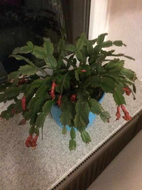 image - X-Schlumbergera