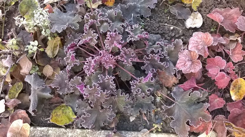 Frunze tivite cu bruma - 2016 Heuchera