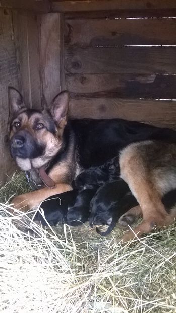 Bela cu puii; Nascuti pe 26.11.2016
