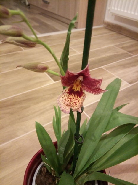  - florile mele dragi