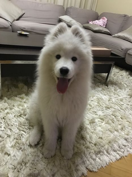 Samoyed - Samoyed