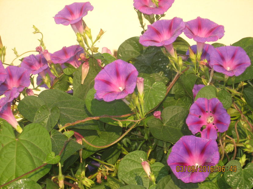Picture 7127