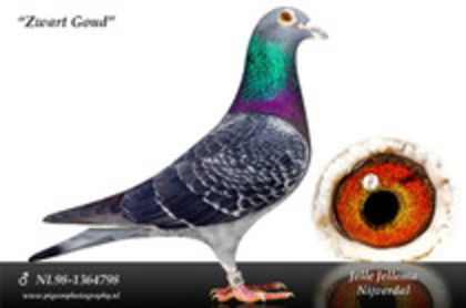 Zwart Goud super reproducator NL98-1364798 DE 4 ORI IN PEDEGREUL  M si F-2012 - PORUMBEI MARATON - JELLEMA