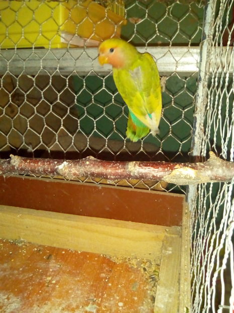  - papagali agapornis