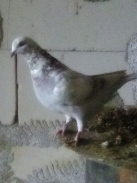 ; Femela tânără adăugată la Matca 2017
