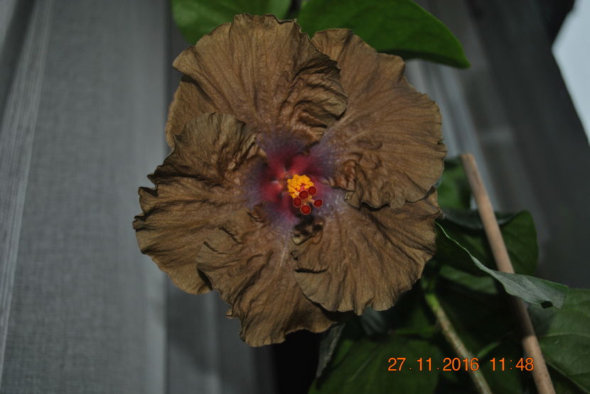  - Hibiscus - Wallflower