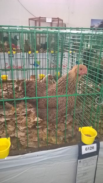  - Nationala Slovaciei-2016