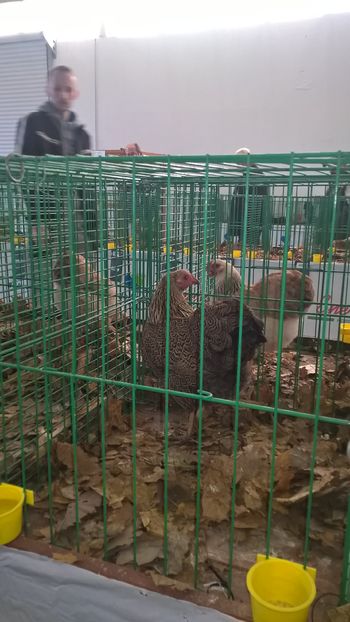  - Nationala Slovaciei-2016