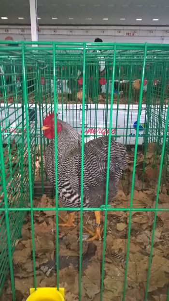  - Nationala Slovaciei-2016