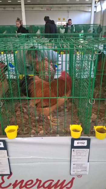  - Nationala Slovaciei-2016