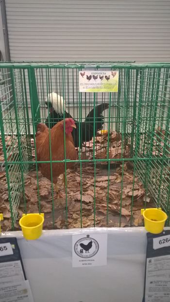  - Nationala Slovaciei-2016