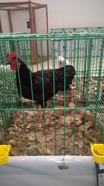  - Nationala Slovaciei-2016