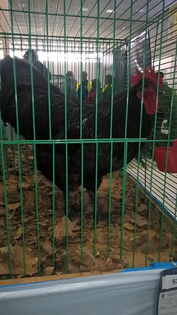  - Nationala Slovaciei-2016