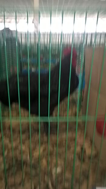  - Nationala Slovaciei-2016