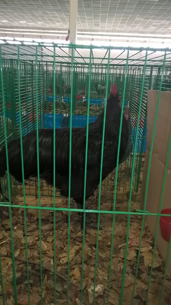  - Nationala Slovaciei-2016