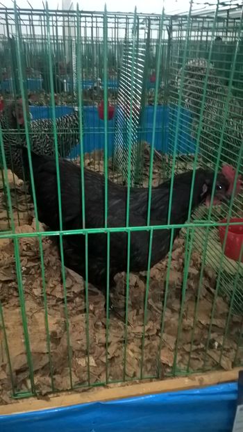  - Nationala Slovaciei-2016