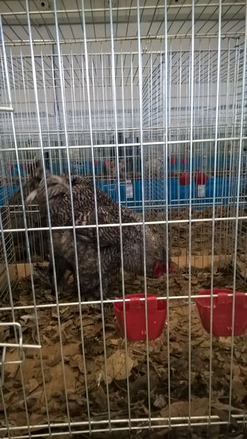  - Nationala Slovaciei-2016