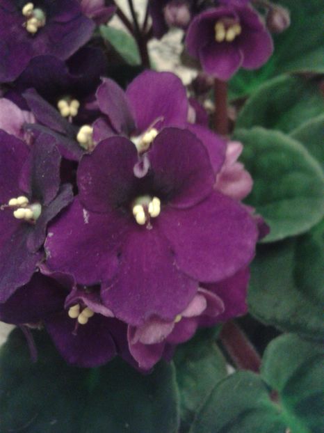  - AA VIOLETE de COLECTIE