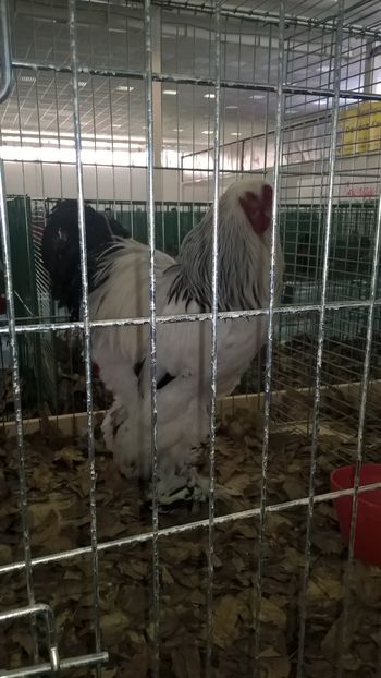  - Nationala Slovaciei-2016