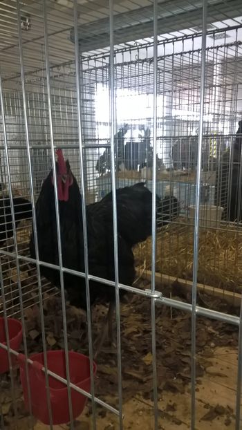  - Nationala Slovaciei-2016