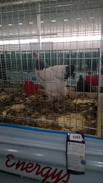  - Nationala Slovaciei-2016