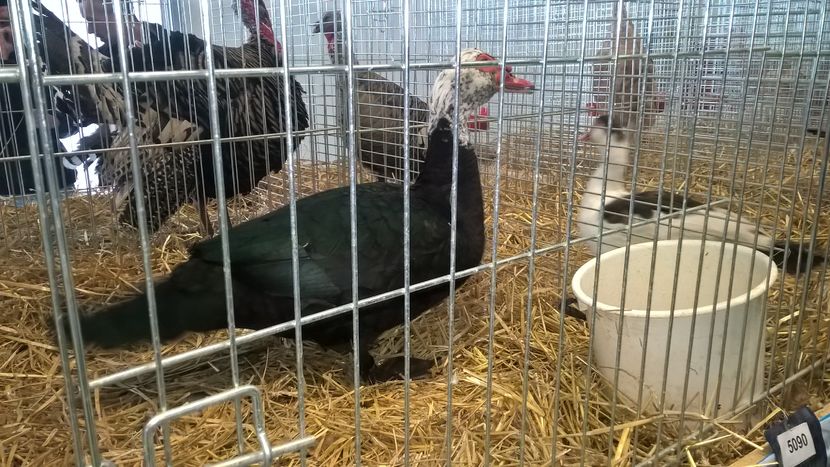  - Nationala Slovaciei-2016