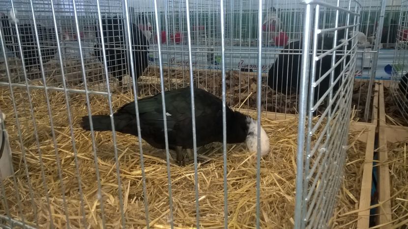  - Nationala Slovaciei-2016