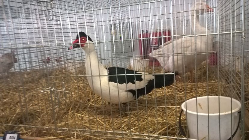  - Nationala Slovaciei-2016