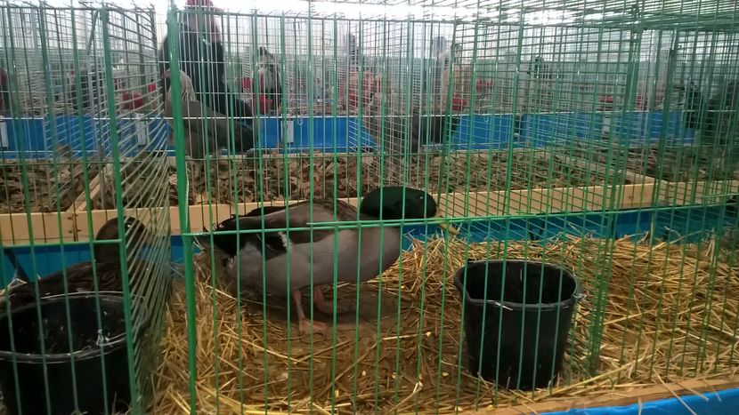  - Nationala Slovaciei-2016