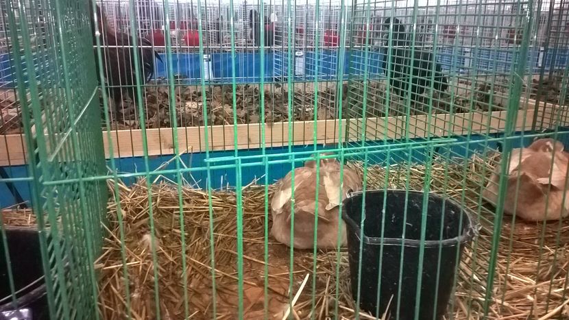  - Nationala Slovaciei-2016