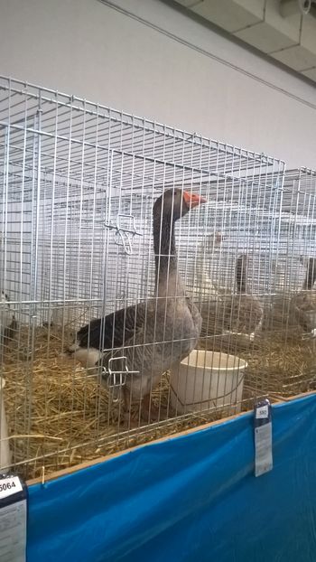  - Nationala Slovaciei-2016