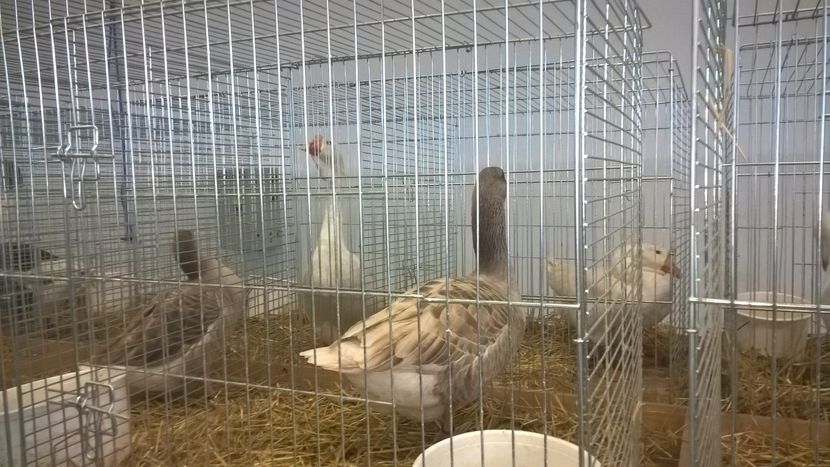  - Nationala Slovaciei-2016