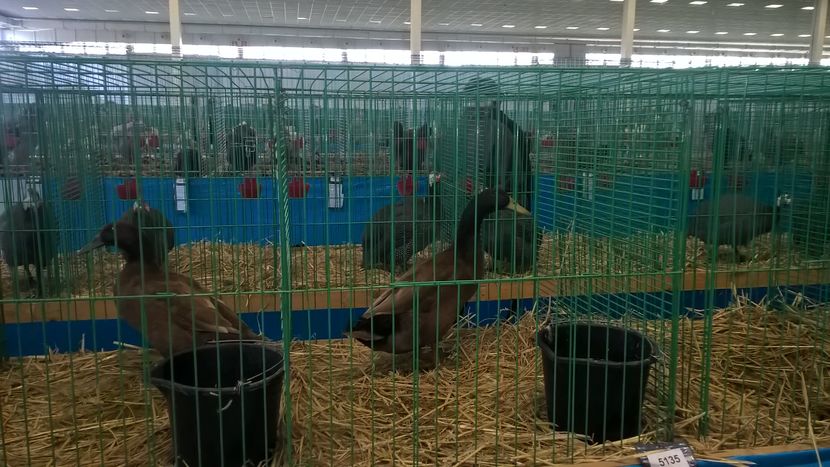  - Nationala Slovaciei-2016