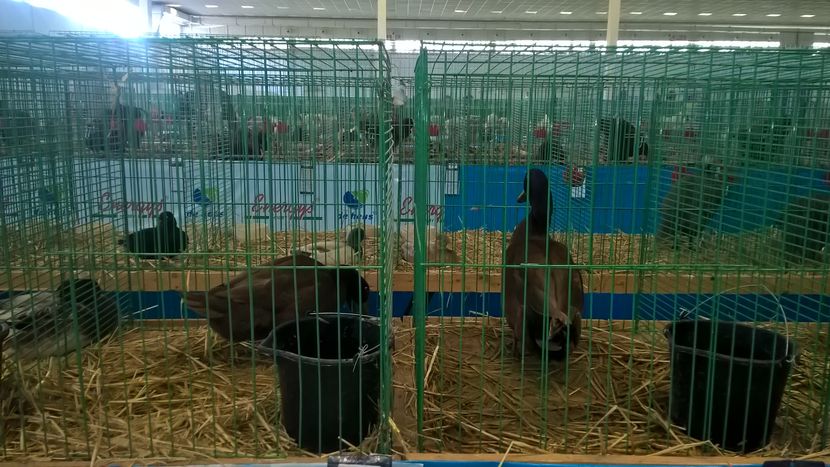  - Nationala Slovaciei-2016