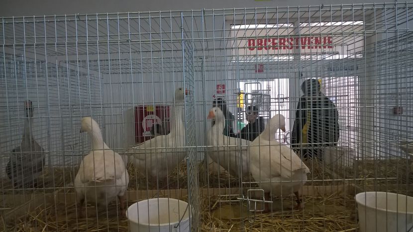  - Nationala Slovaciei-2016