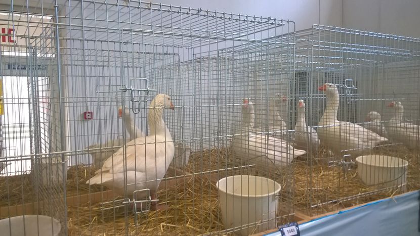  - Nationala Slovaciei-2016