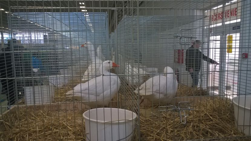  - Nationala Slovaciei-2016