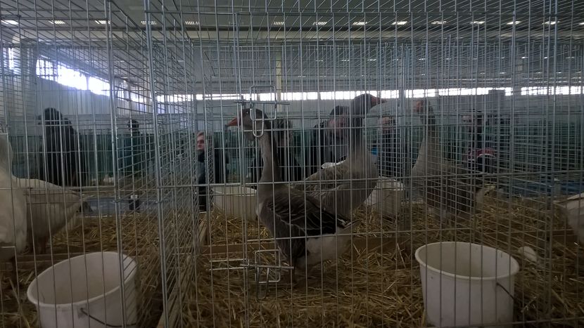  - Nationala Slovaciei-2016