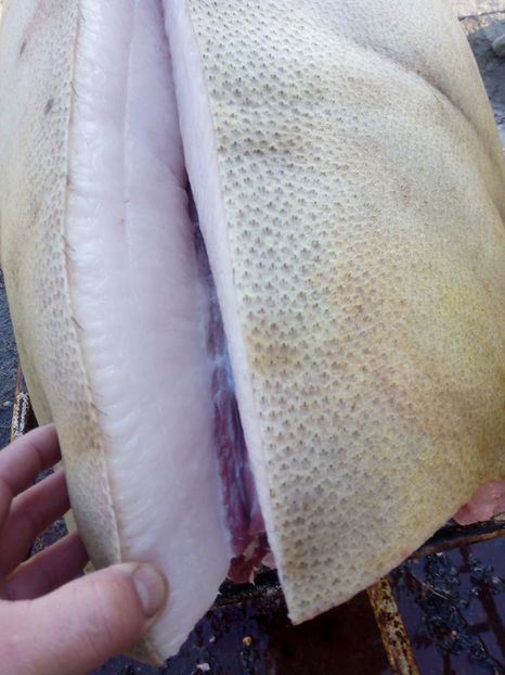 15218528_327794284271964_1710046710_n