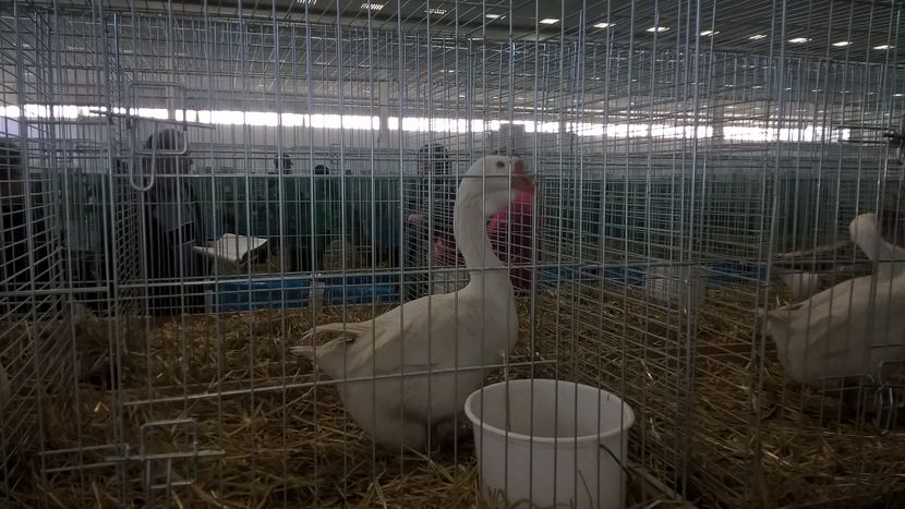  - Nationala Slovaciei-2016