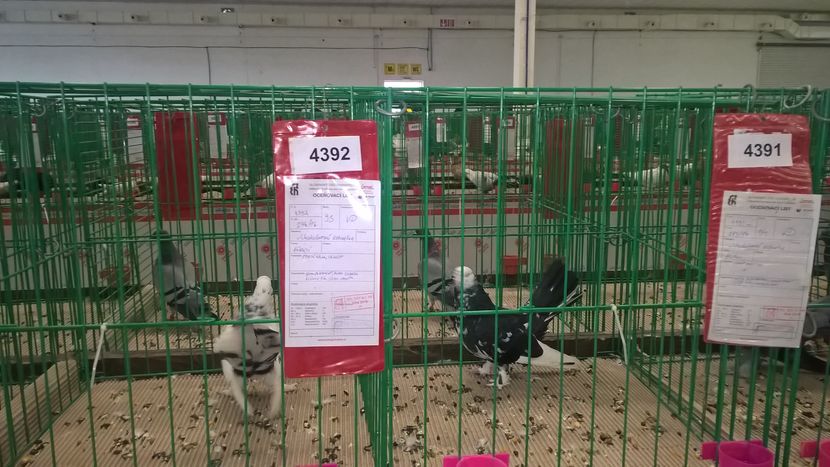  - Nationala Slovaciei-2016