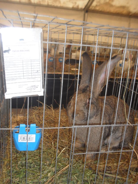 SDC18564 - Expozitia Zonala Bistrita 3-6 noiembrie 2016