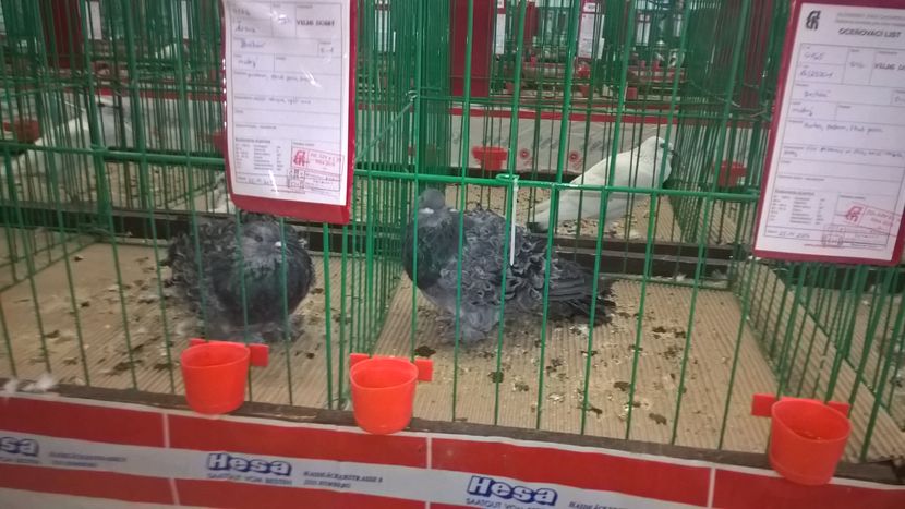  - Nationala Slovaciei-2016