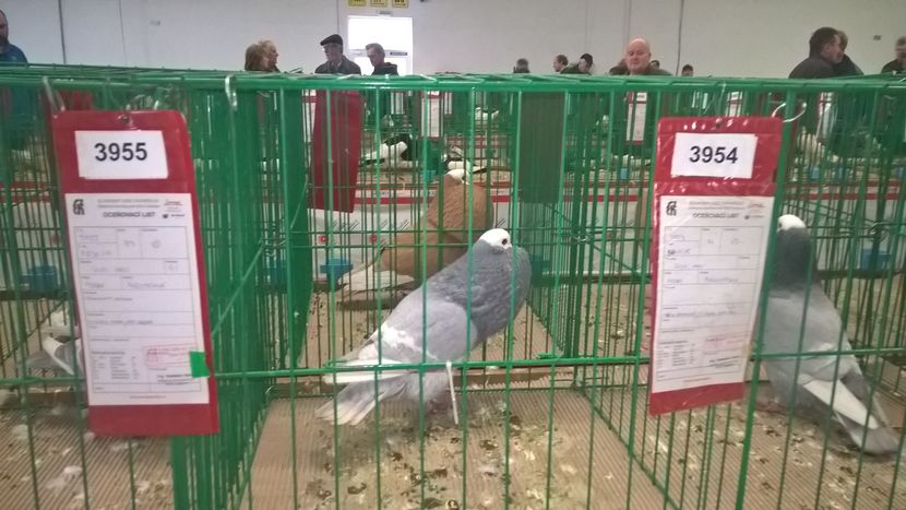  - Nationala Slovaciei-2016