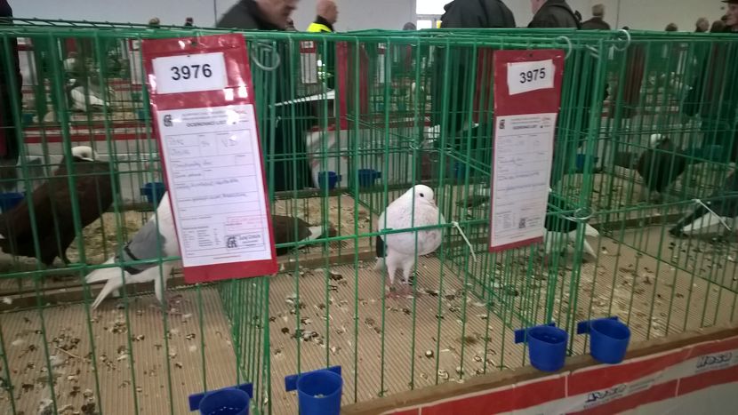  - Nationala Slovaciei-2016