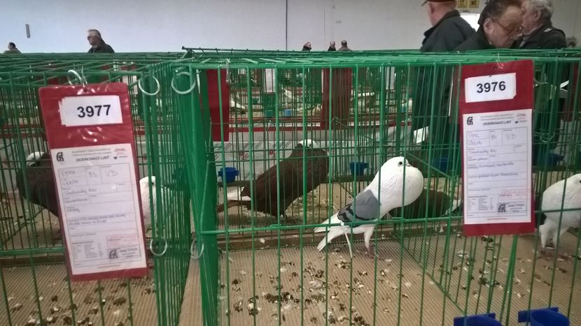  - Nationala Slovaciei-2016