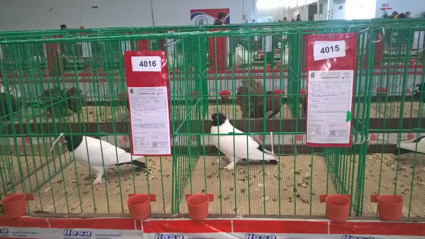  - Nationala Slovaciei-2016