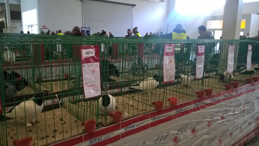  - Nationala Slovaciei-2016