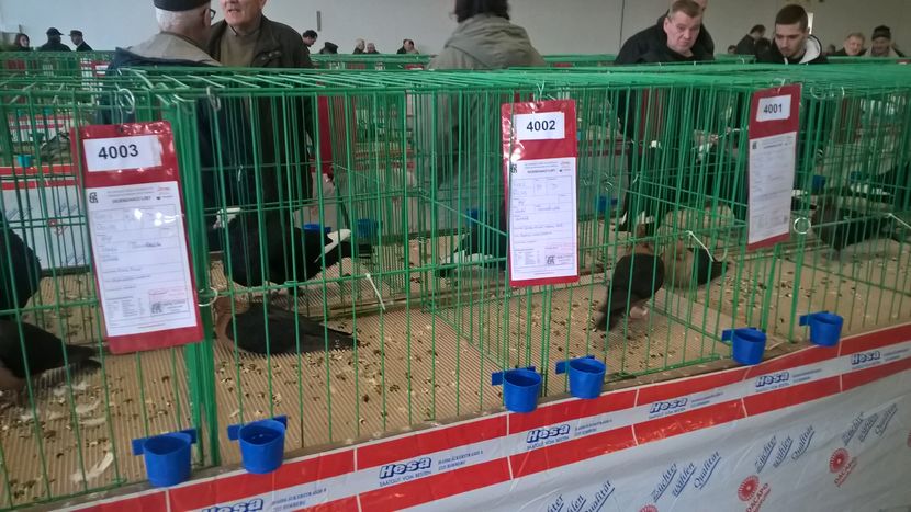  - Nationala Slovaciei-2016