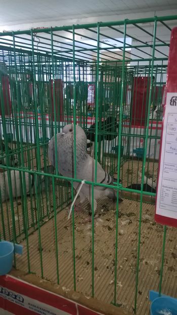  - Nationala Slovaciei-2016